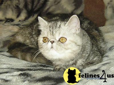 mateycat Picture 3